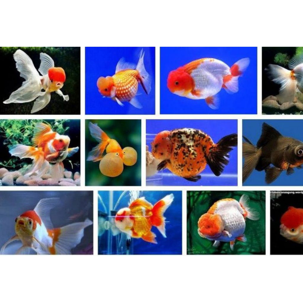 Ikan Hias Koki Oranda Oranda Putih Isi 2 - Tampilan Elegan untuk Aquarium Anda