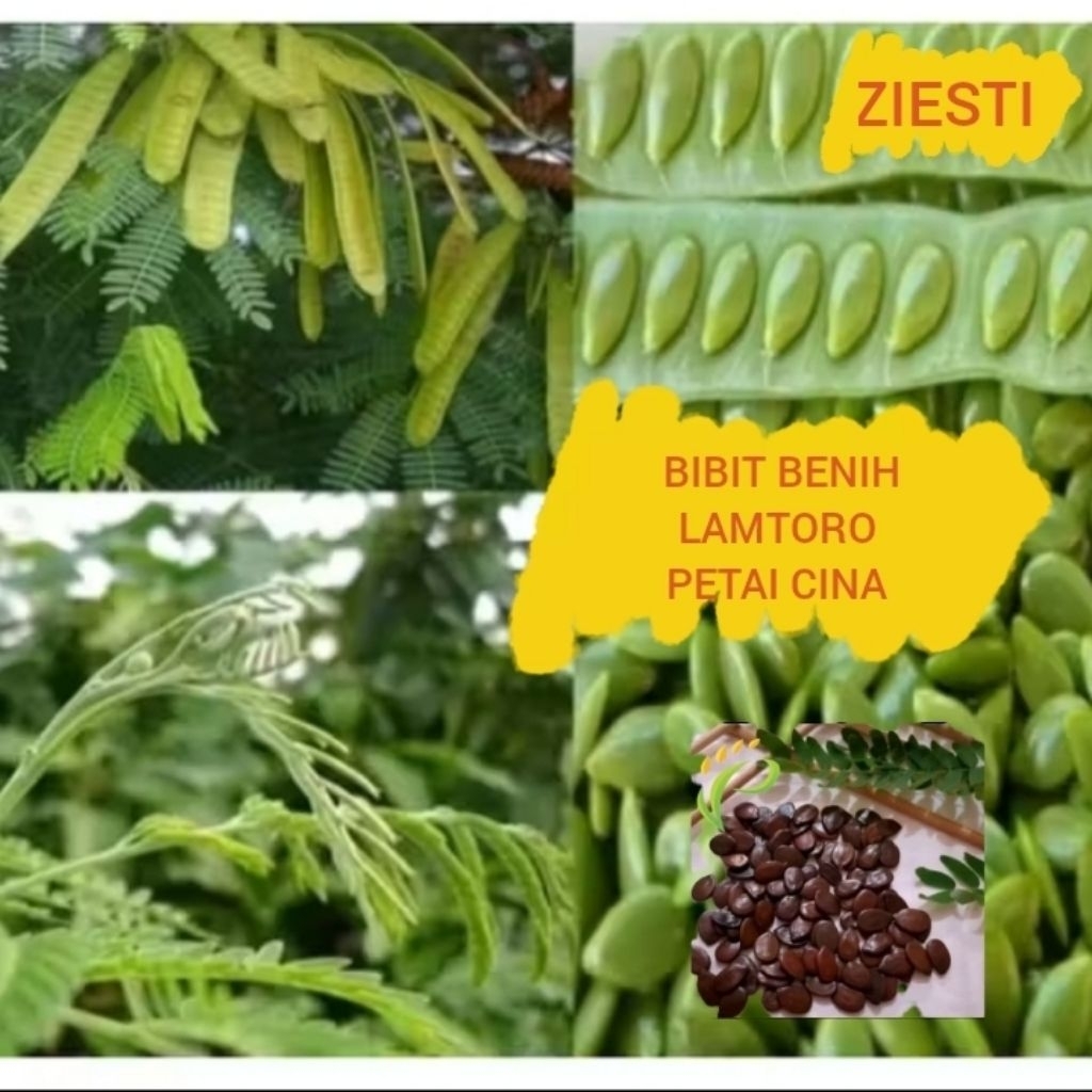BIBIT BENIH LAMTORO PETAI CINA