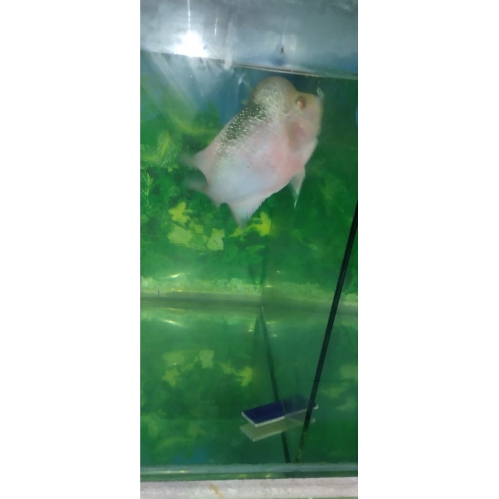 Ikan Louhan golden base jantan jenong cakep