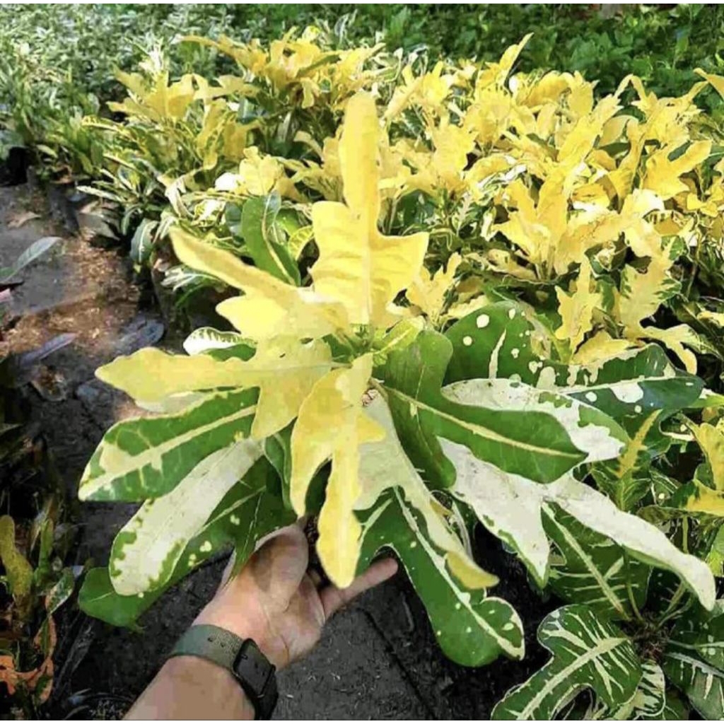 Pohon Puring Terang Bulan Tanaman hias Pohon Puring terang bulan