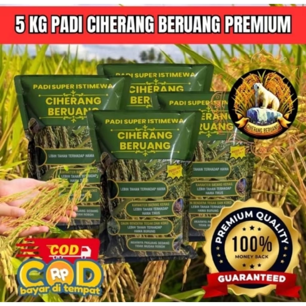 Benih padi Ciherang beruang 5kg
