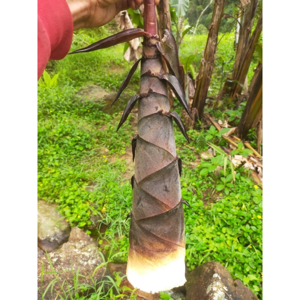 rebung bambu petung 2 kg