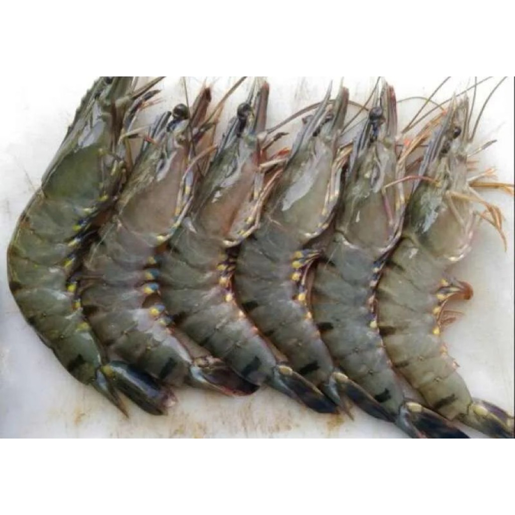 Udang Fresh Besar 1kg