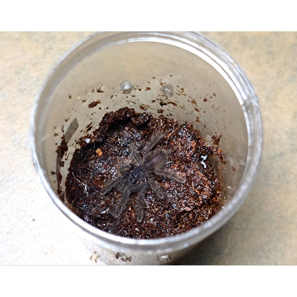 Hiasan Tarantula Phormingochilus Arboricola Black Borneo by ZEI