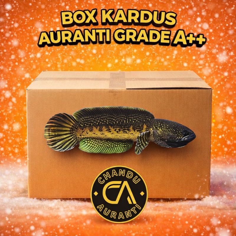 Box Kardus Channa Auranti WC/CB 8-11cm Calon Gondrong Bahan Mewah Grade A++