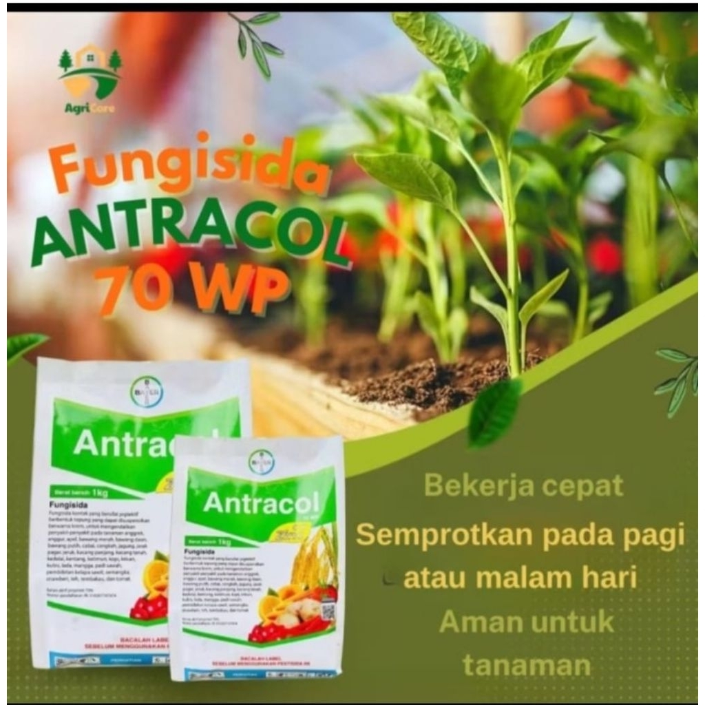 Antracol 70 wp Fungisida sistemik kemasan 500 grm