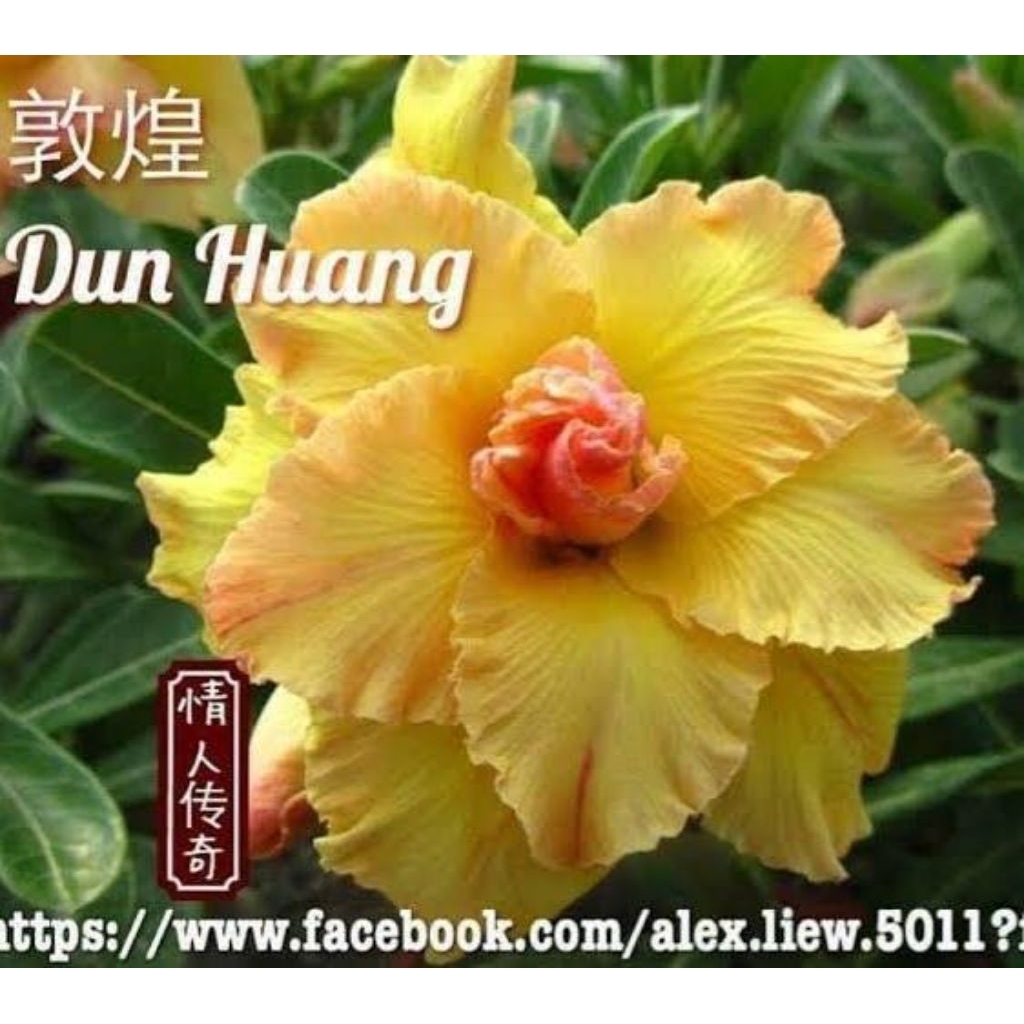 Adenium Dun Huang percabangan super
