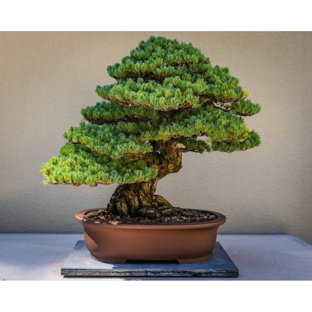 Bahan Bonsai loa hasil cangkok besar sudah ada tangannya