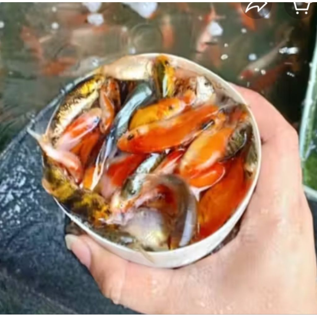 IKAN MAS 1LITER PAKAN PREDATOR