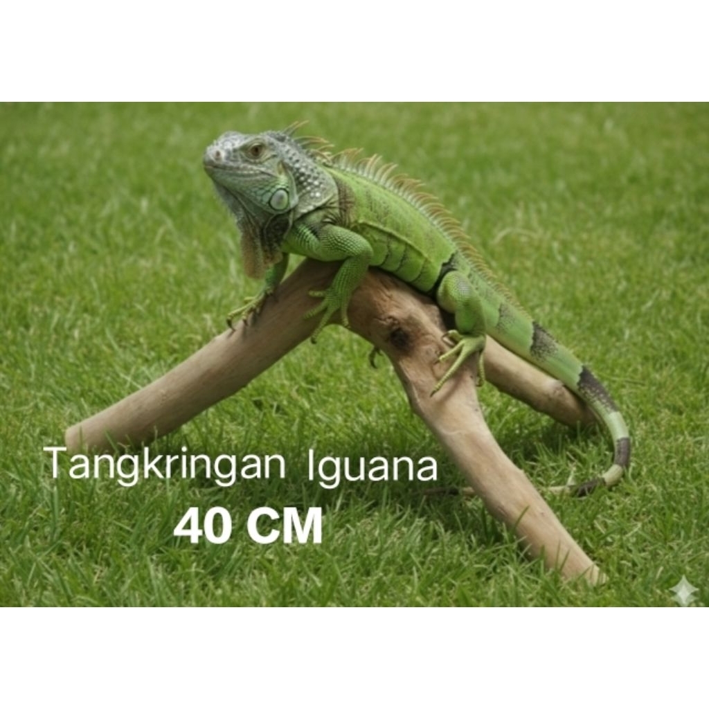 Tangkringan Iguana/reptil 40 cm