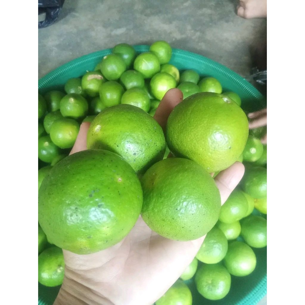 buah Jeruk nipis fresh 1kg