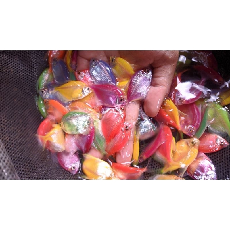 Hiasan Glowfish Tetra dekorasi rumah