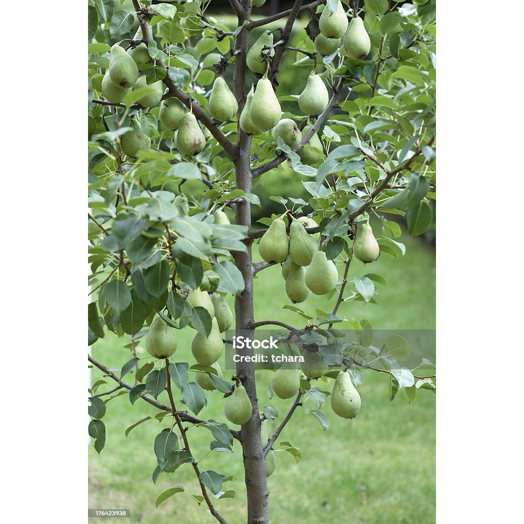 bibit buah pir batang besar siap berbuah