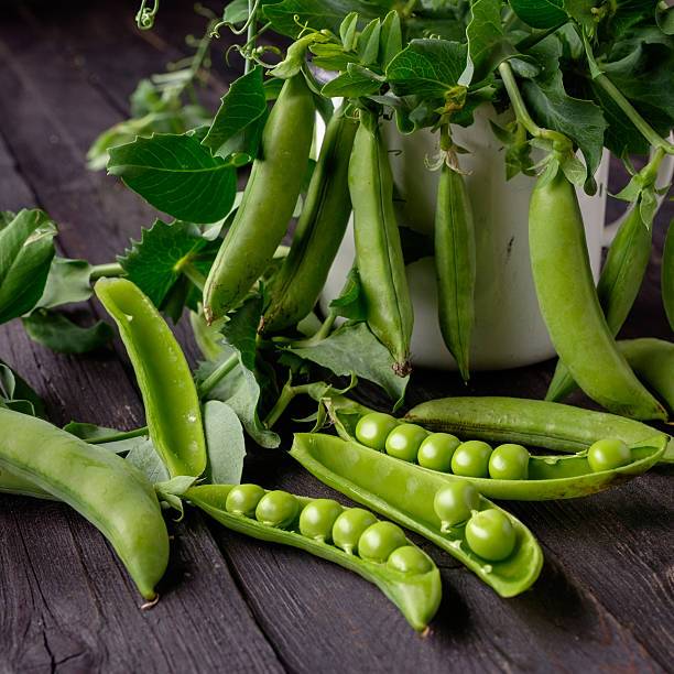 SEMAI SUBUR BENIH KACANG POLONG