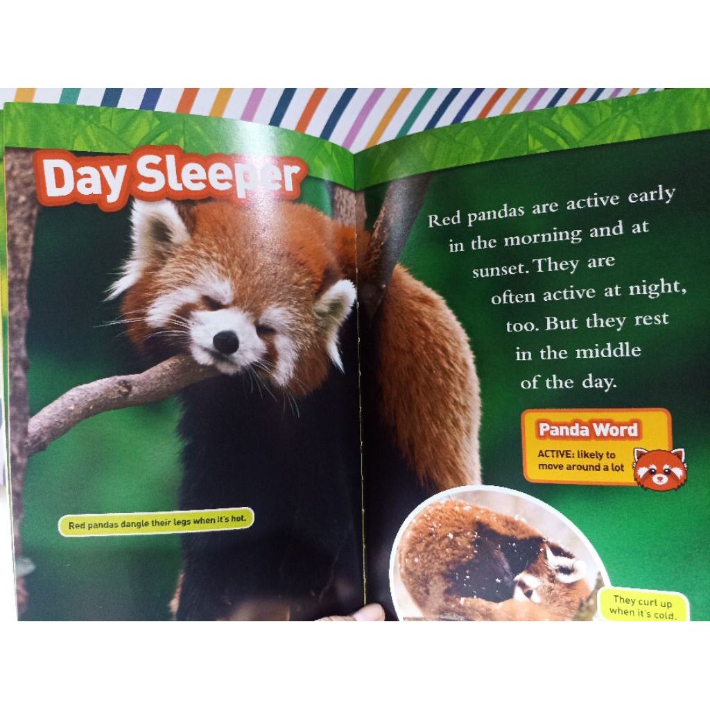 jual buku preloved natgeo kids : red pandas