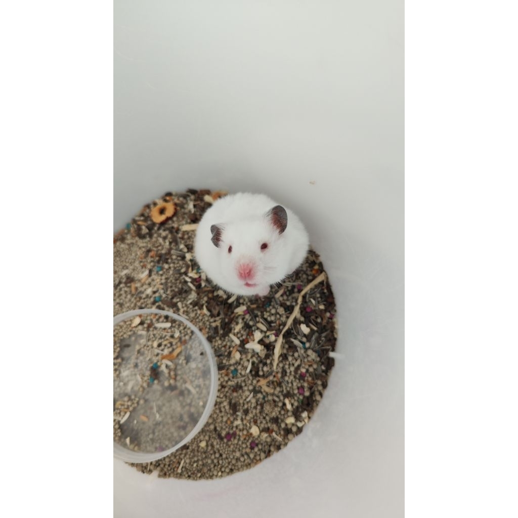 Indukan Jantan hamster syrian putih polos