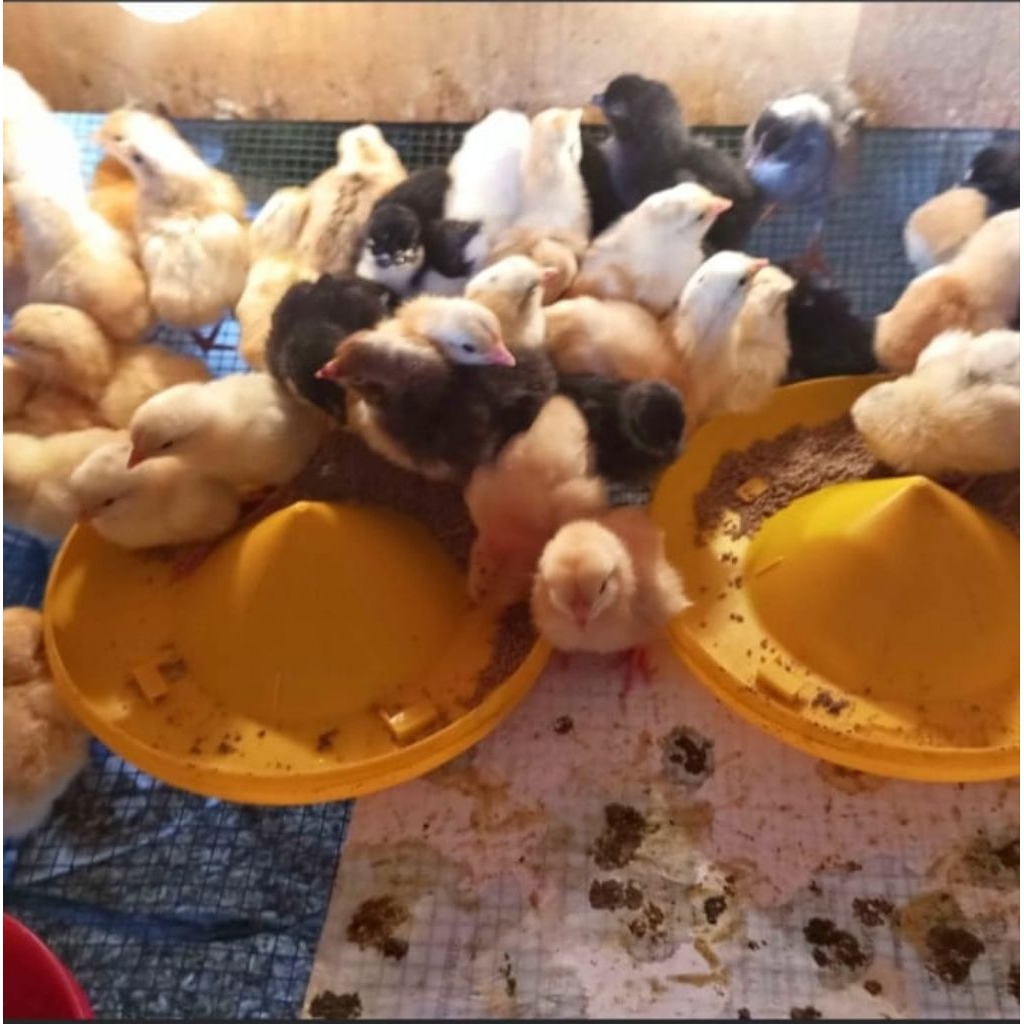 pur ayam pedaging untuk penggemukan