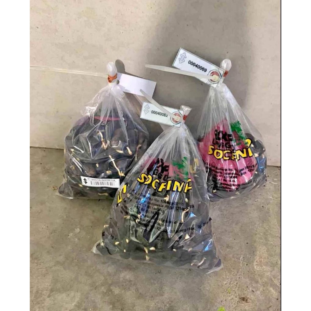 Benih Sawit Unggul DXP SOCFINDO original