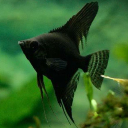 Manfish Black Angel | ikan hias manfish black angel | ikan hias aquascape