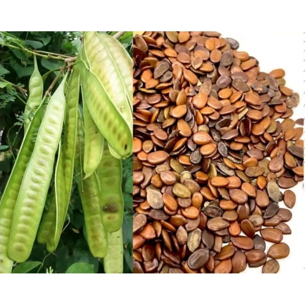 Benih bibit petai china lamtoro /pcs