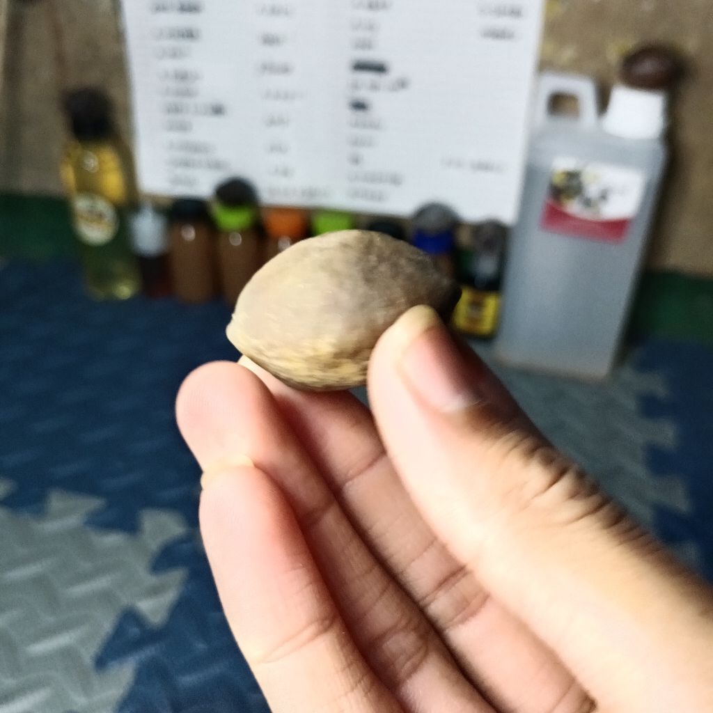 muncang adu Jawa marjudi ful cuka