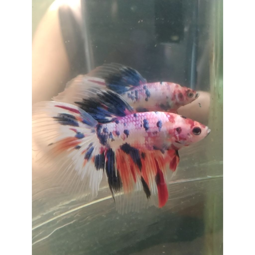 cupang HM multi size M