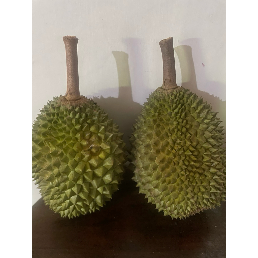 durian musangking