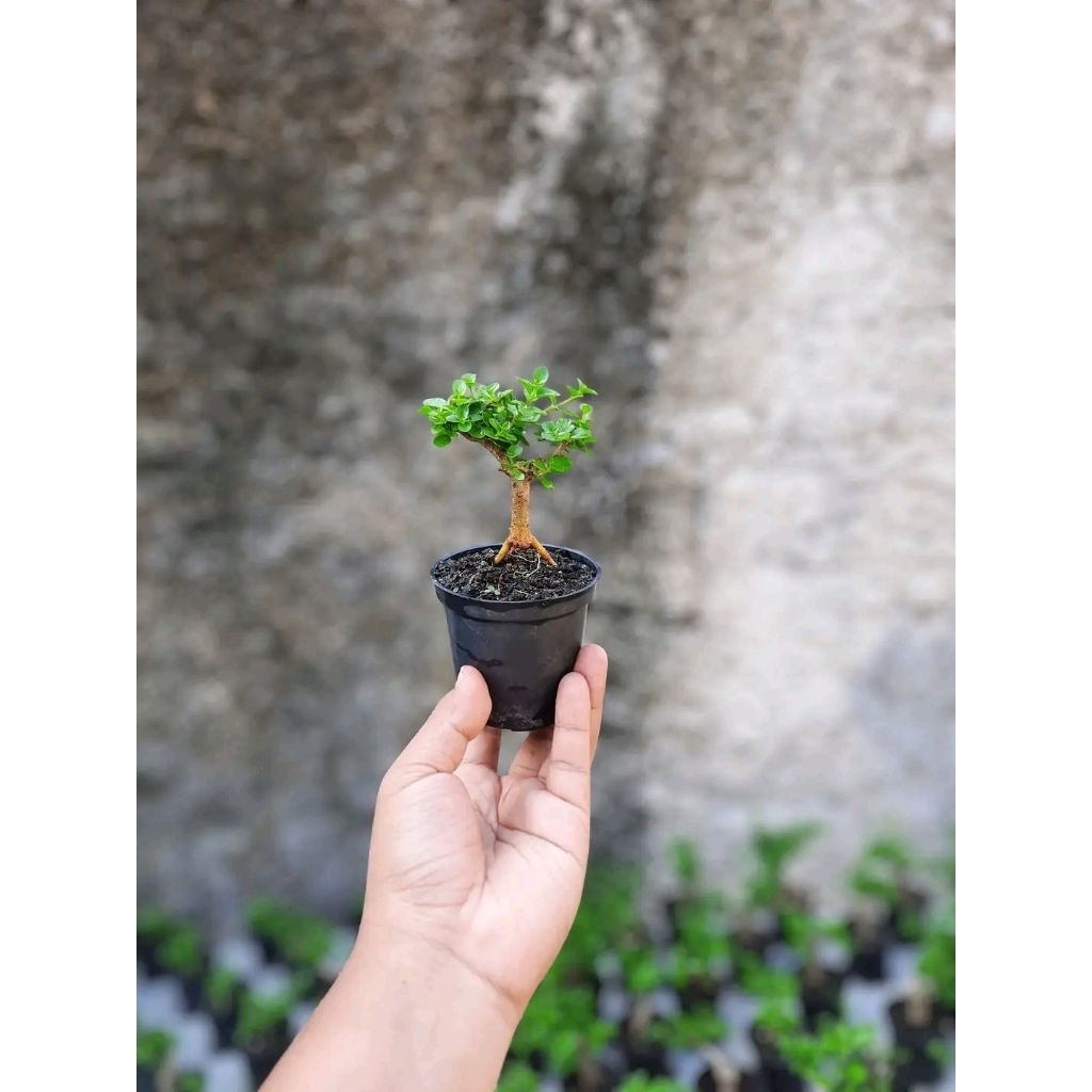 bonsai sancang mini siap pajang bonsai sancang shinto mungil mini