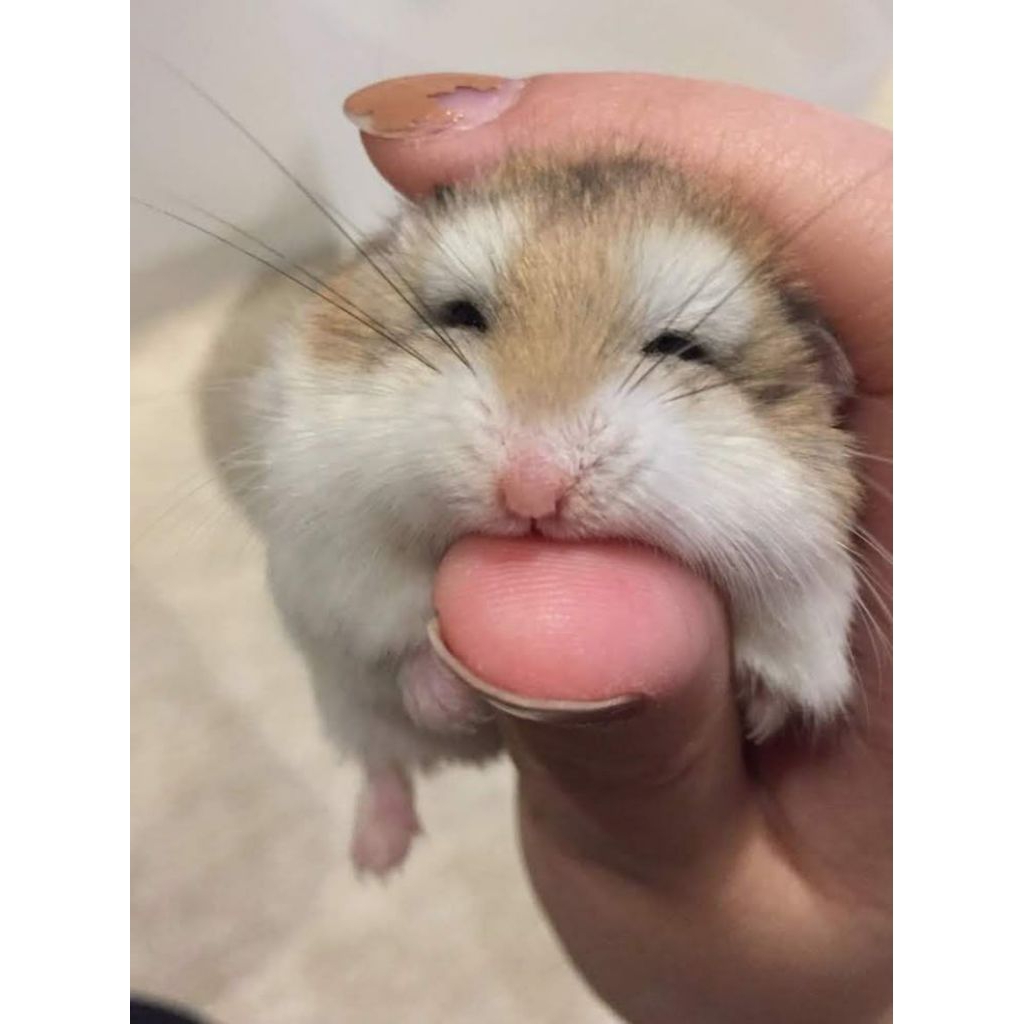 hewan hamster hidup