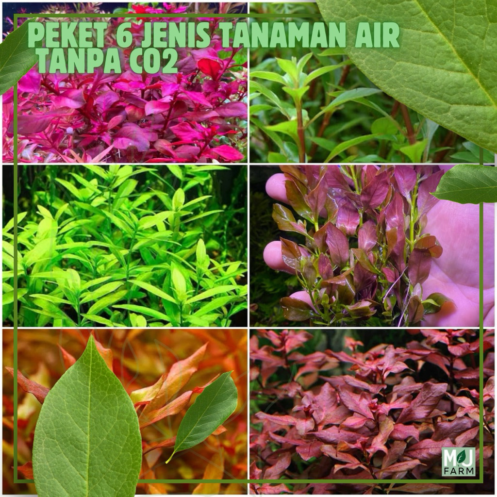 Paket 6 Jenis Tanaman Air Aquascape Tanpa Co2