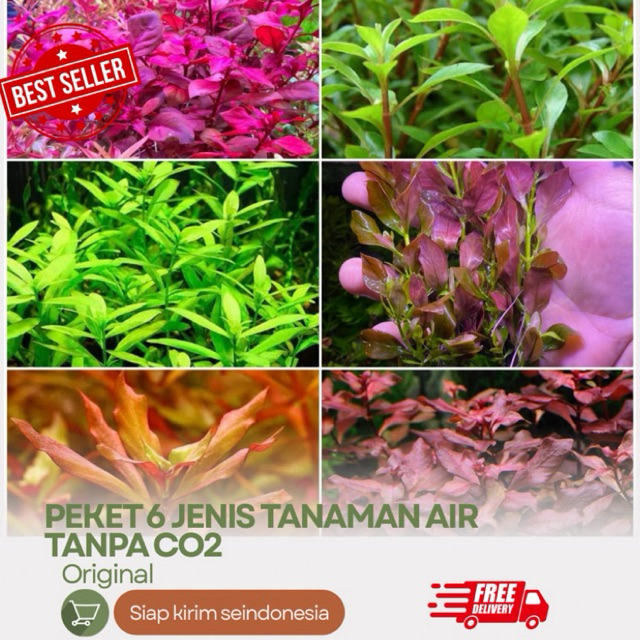 Paket 6 Jenis Tanaman Air Aquascape Tanpa Co2