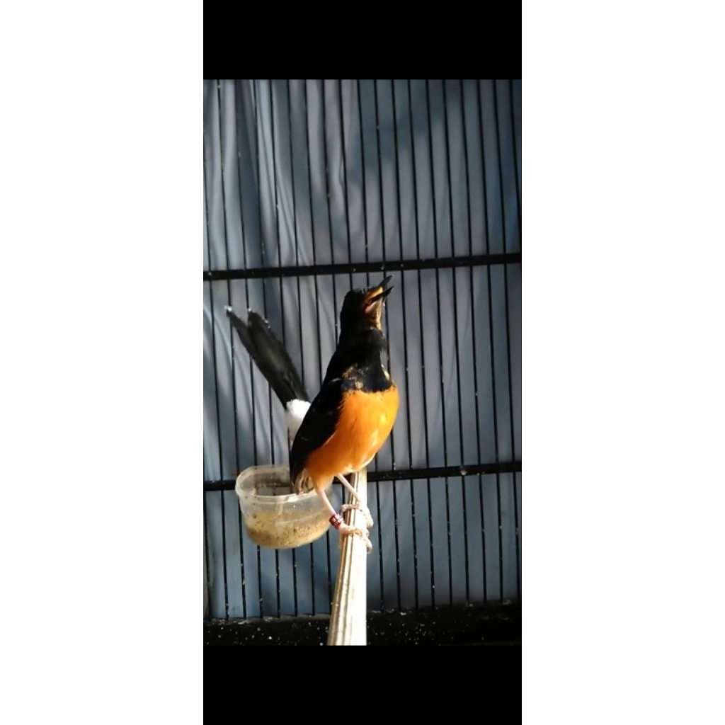 MURAI BATU MEDAN SUPER TROTOL ( JANTAN)