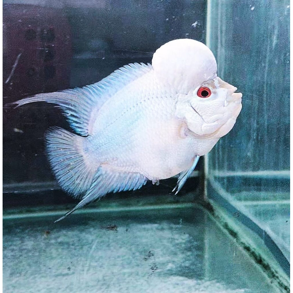 Sepaket Hiasan aquarium Louhan lohan Acdc F3 Thaisilk Platinum white Ankn ukrn 3,5 cm