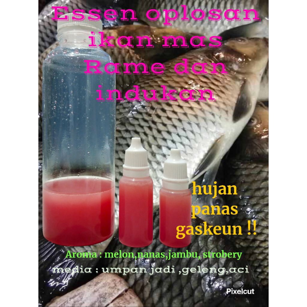 Essen oplosan ikan mas Rame dan indukan