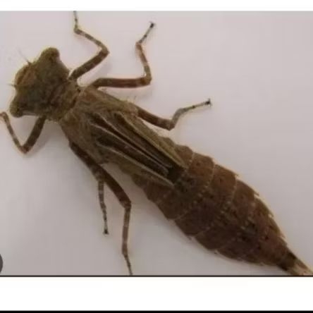 larva capung/unil/otet otet umpan pancing 60 ekor