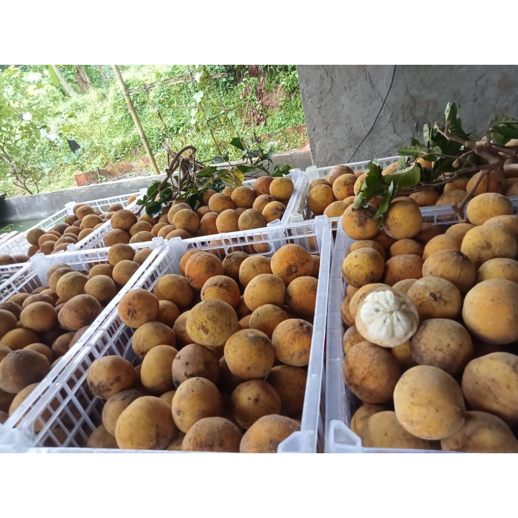 Harga buah kecapi daun Terbaru Feb 2026 | BigGo Indonesia