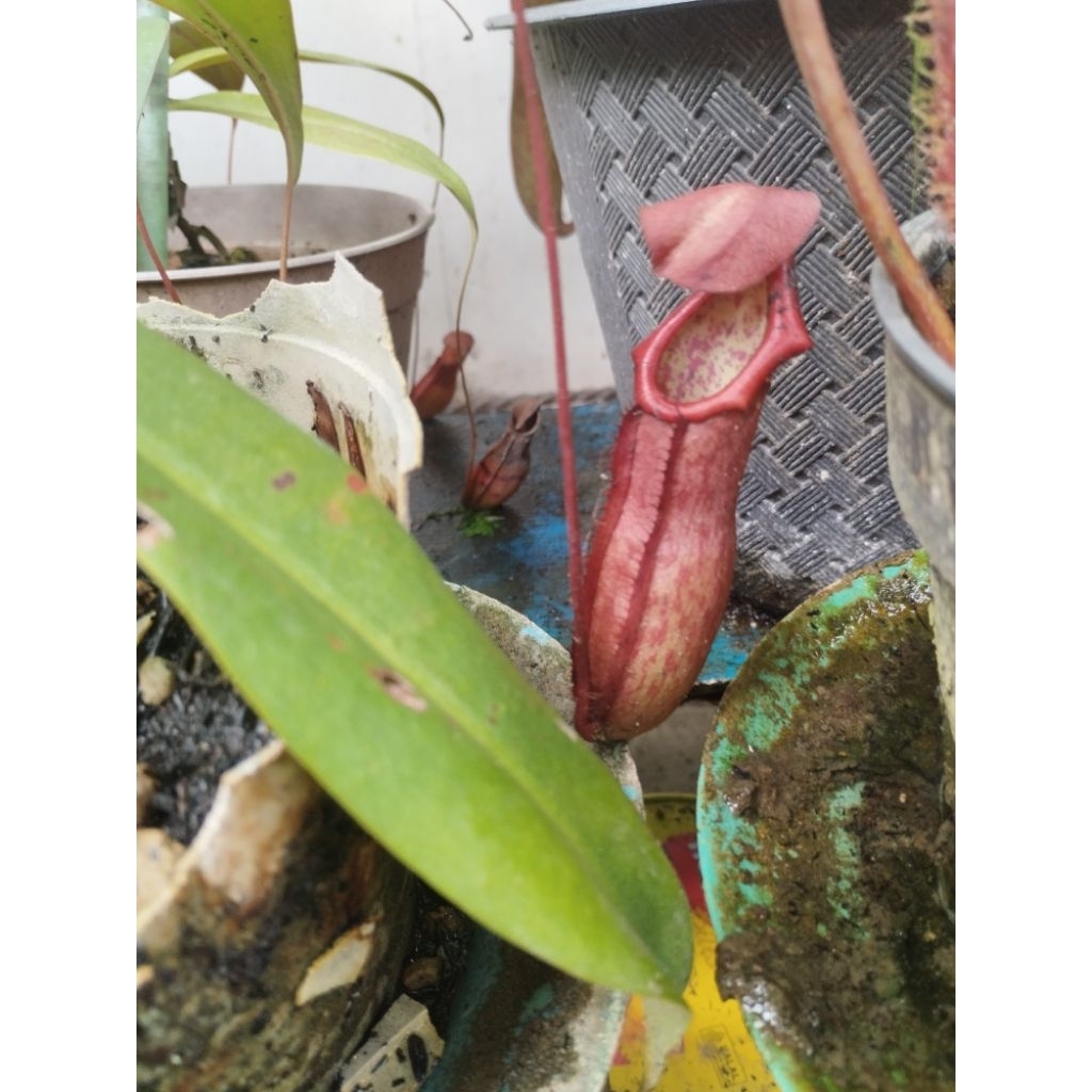 tanaman karnivora nepenthes/ kantong semar 1