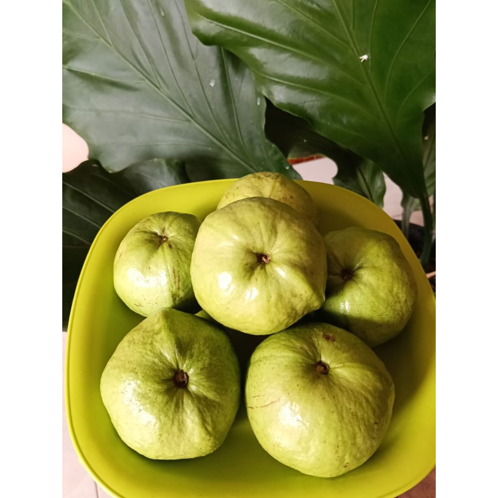 READY jambu kristal premium 1kg asli jember