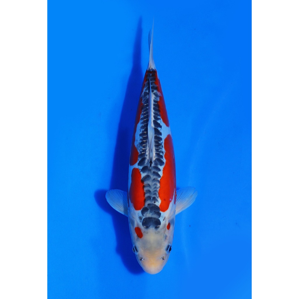 TKC Koi Import Shusui Kawakami Koi Farm Size 31 cm - Tropikal Koi Centre