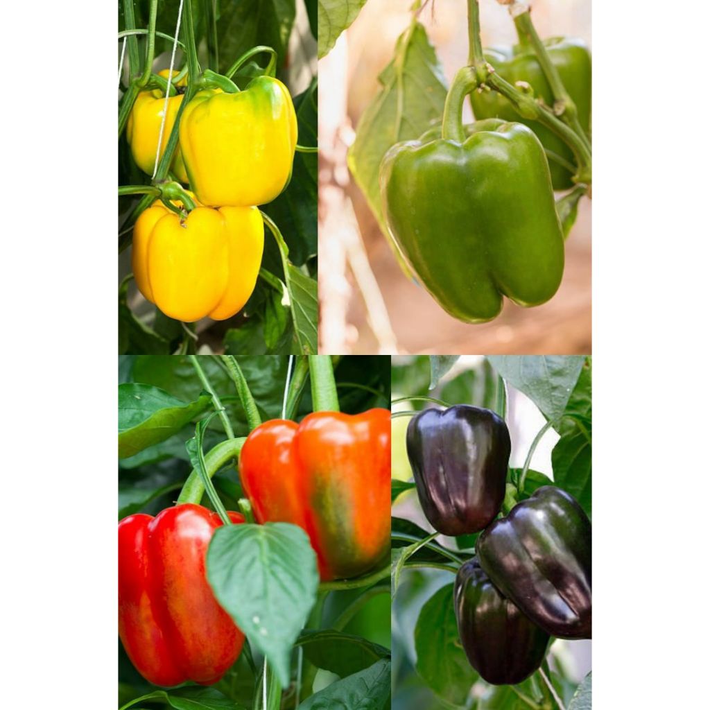 SEMAI SUBUR - ANEKA BENIH PAPRIKA