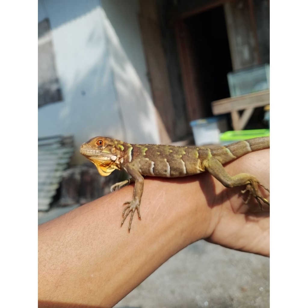 Baby Iguana Hybrid tobago