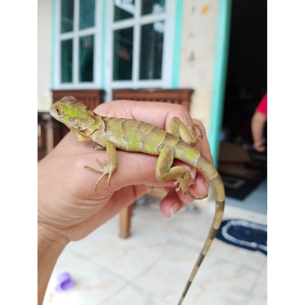 Baby iguana RED Cakep Belang mantul