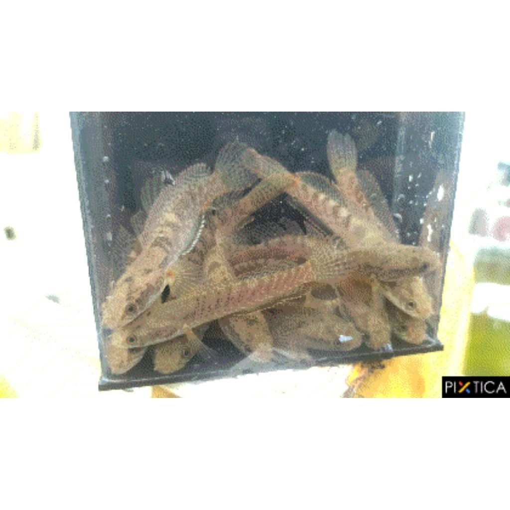 Hiasan aquarium | channa Limbata 10cm