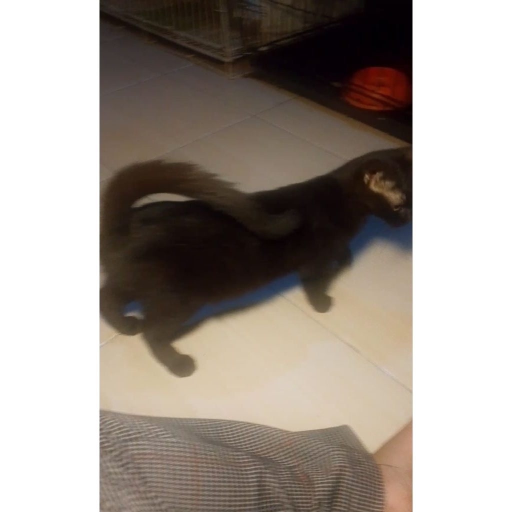 Munchkin non standar betina