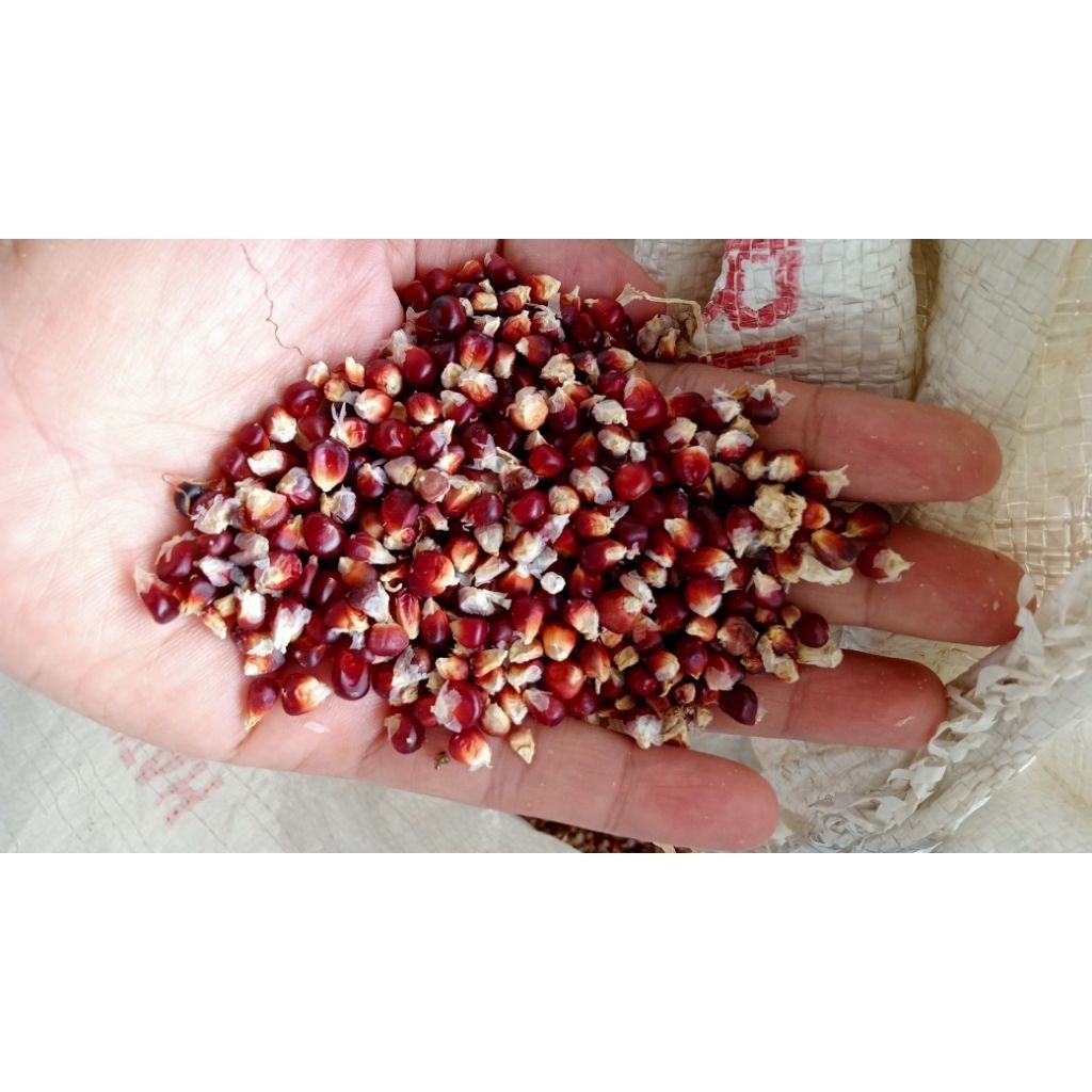 jagung kristal ungu manggis pakan burung/ayam murahsuperkering500g