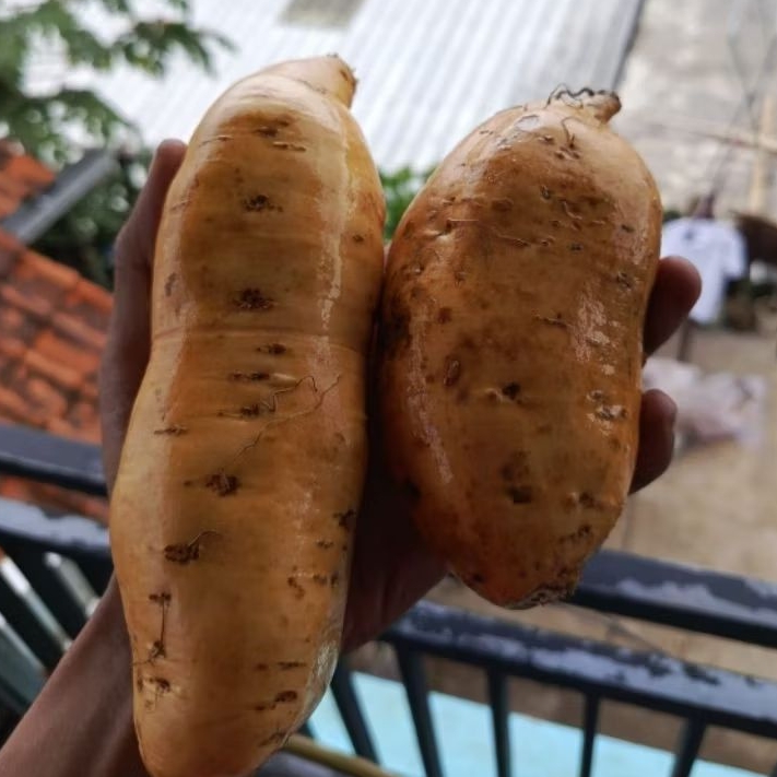 UBI CILEMBU ASLI BERKUALITAS UKURAN BESAR 1 KG ubi madu simanis legit Tektur lembut