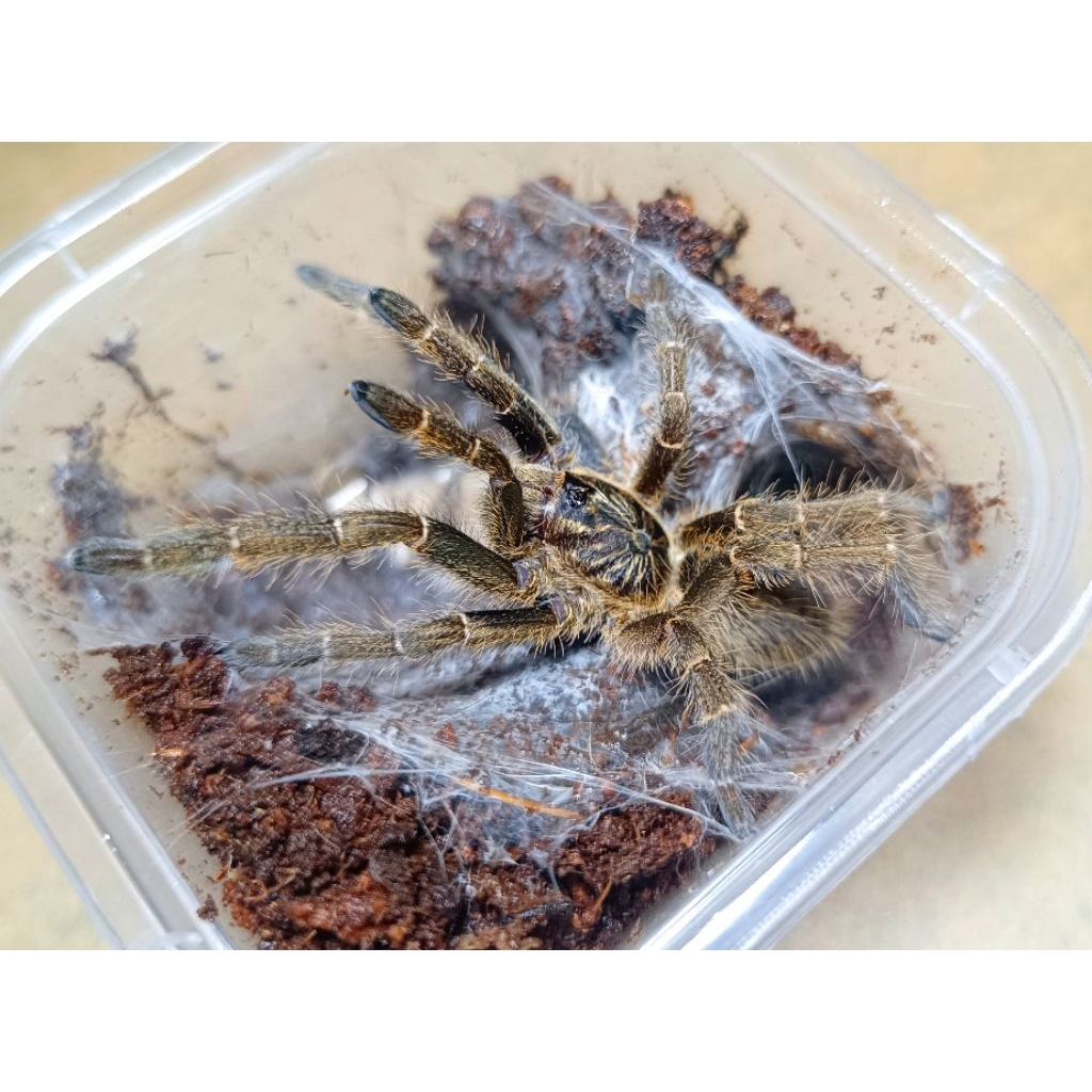 Hiasan Tarantula ceratogyrus marshalli straight horned baboon by ZEI