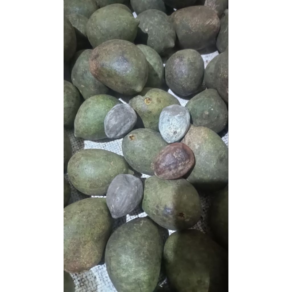 Muncang Adu Cangklongan Jalim/Jayanti/AMD/Yanti/jawa