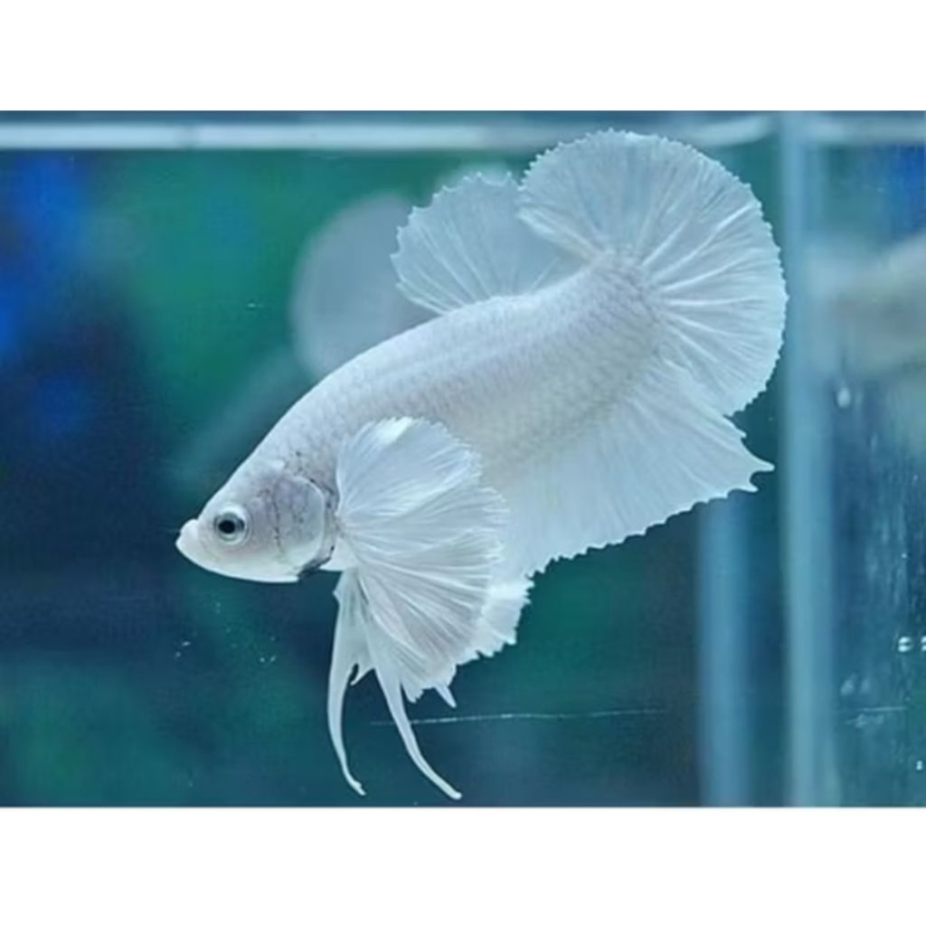 IKAN CUPANG PLAKAT DUMBO EAR WHITE PLATINUM/PKDE WARNA GRADE BAGUS (GARANSI SELAMAT SAMPAI TUJUAN)