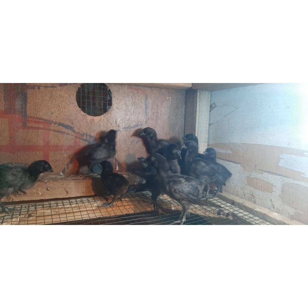 Ayam Cemani lidah hitam dan abu abu